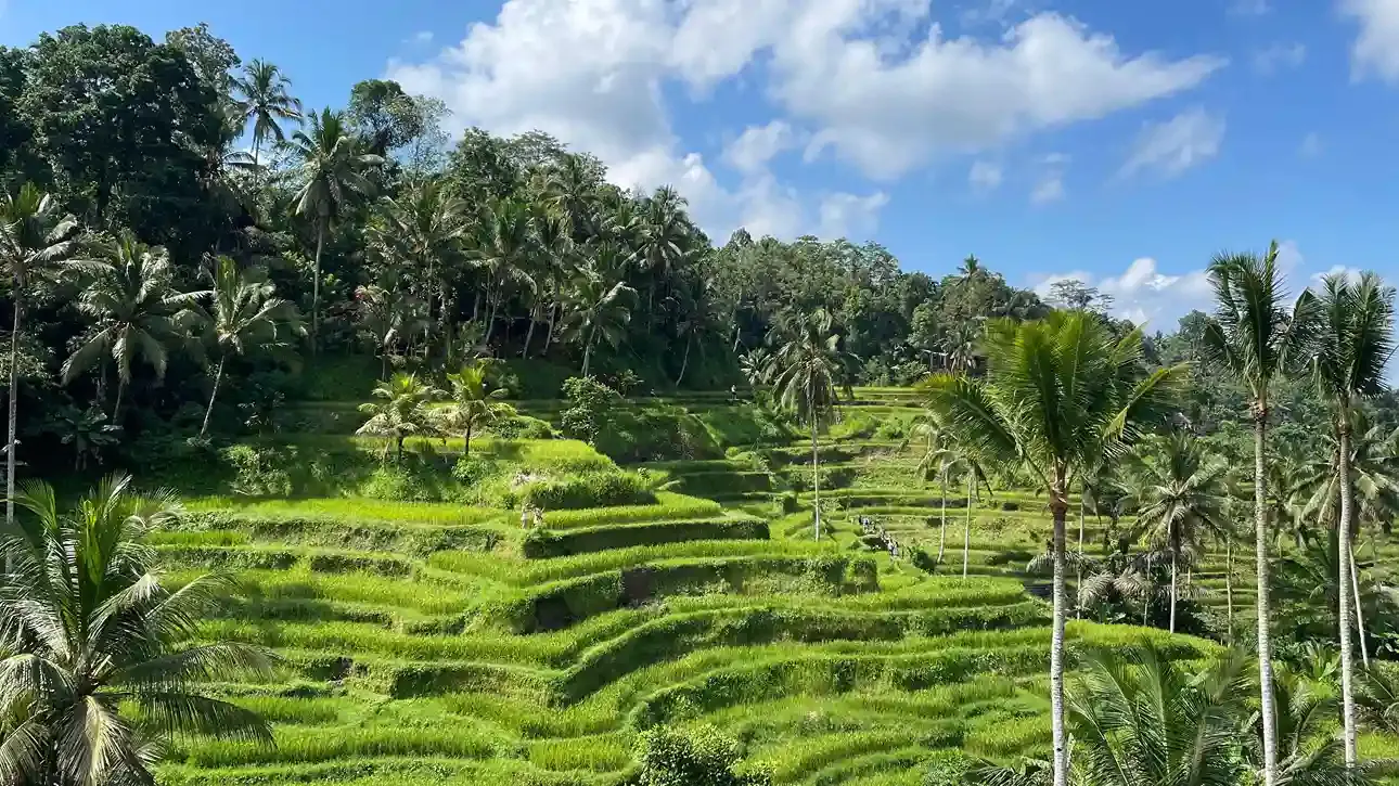 Tegalalang rice terraces framed by coconut palms and jungle near Ubud, Bali