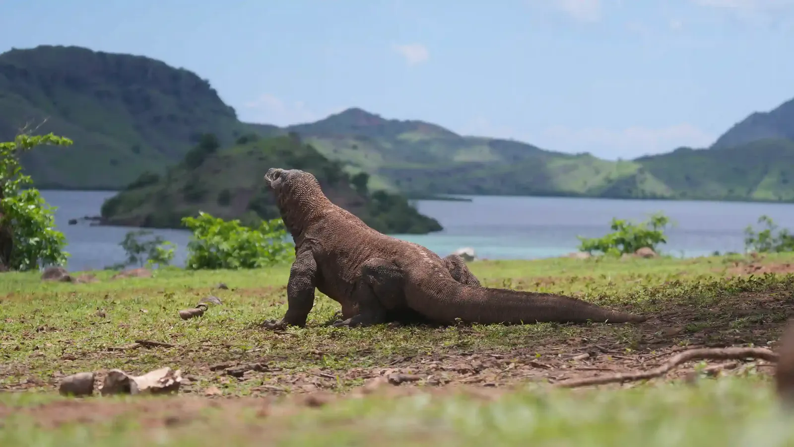 Komodo dragon standing on grass by a bay with green island hills behind, Komodo National Park