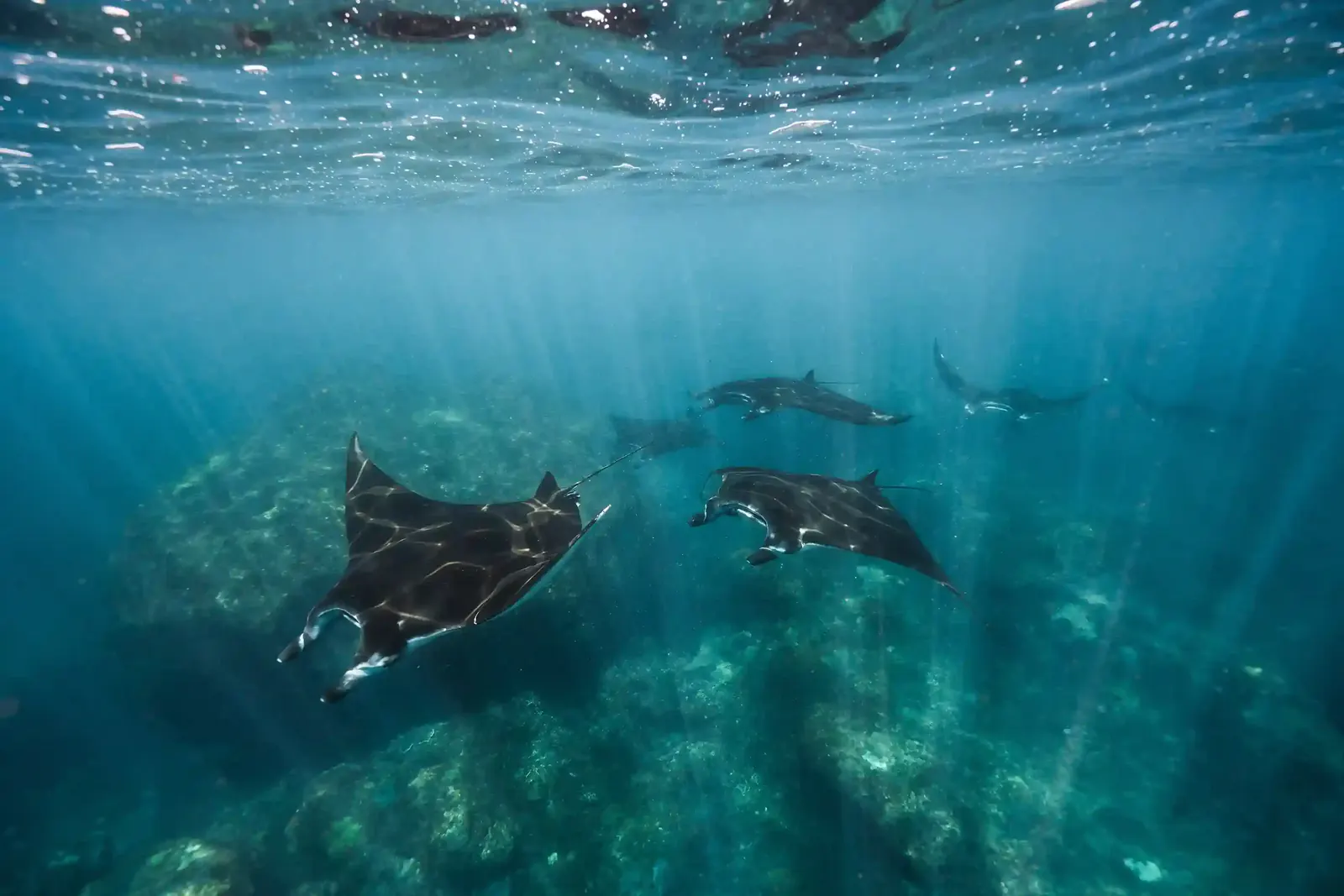 Several manta rays gliding over the reef in sunlit blue water at Manta Point, Komodo