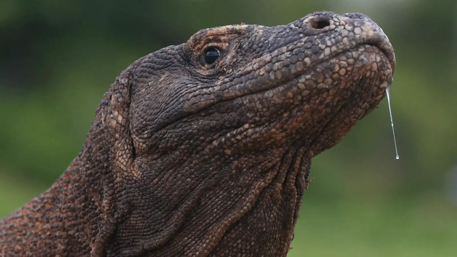 Close-up of a Komodo dragon's scaly head with saliva dripping from its jaw