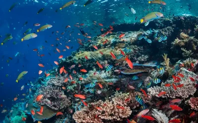 Batu Bolong | Komodo National Park