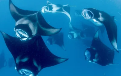 Manta Point | Komodo National Park